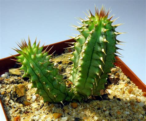 Do you sell pot plants? Where to buy hoodia gordonii plant *** Generic Drugs