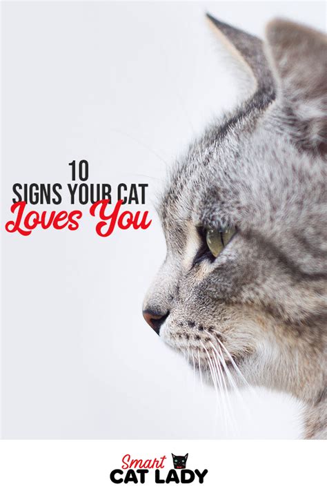 10 Signs Your Cat Loves You Cat Love Cats Cat Biting