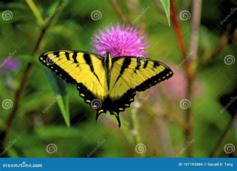 Tiger Swallowtail 32997 Fotografia Stock Immagine Di Impollinazione