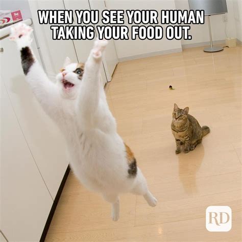 60 Cat Memes You Ll Laugh At Every Time Reader S Digest Rezfoods