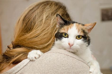The 9 Cuddliest Most Affectionate Cat Breeds In The World