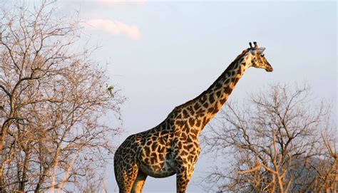 Team Finds Secrets To Giraffes Long Neck In Genome Futurity