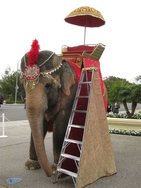 617img2471 617×822 Elephant Elephant Ride Animals Beautiful