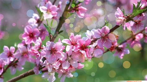 Wallpapers-Wallpaper: 20+ Asian Cherry Blossom Flower
