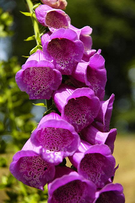 In mid to late spring, the clusters of flowers cover the tree's foliage. flowers for flower lovers.: Bell flowers pictures.