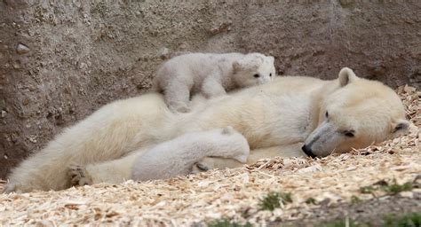 Polar Bear Cubs Sleep On Mom With Images Baby Polar Bears Polar Bear