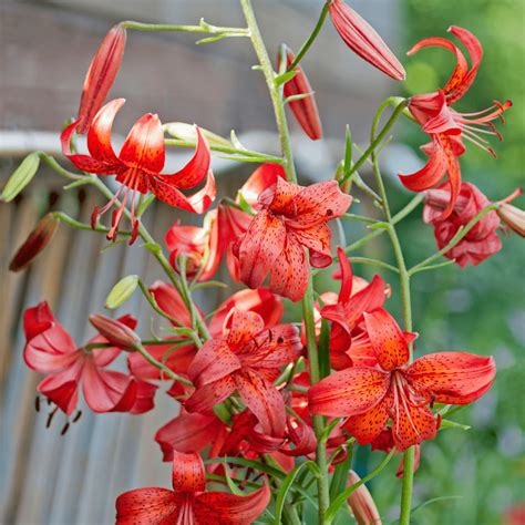 Lilium Tiger Red Velvet Tiger Lily Firefly Farm And Mercantile