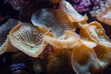 Underwater Shot Of Yellow Mushroom Coral Fungiidae Colony On The Reef