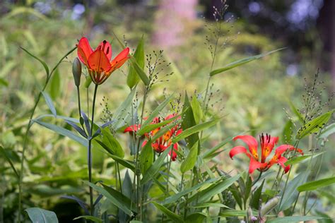 Lilium Philadelphicum Wood Lily Special Vegetation