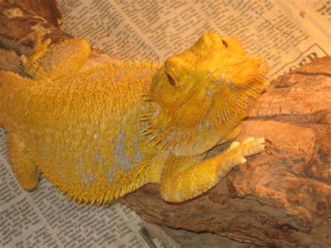 Normally, you will see a lighter appearance in nails, skin, and eyes. Yellow Fungus on Stomach? • Bearded Dragon . org