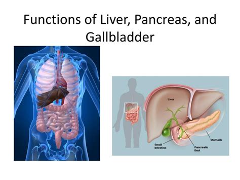 Ppt Functions Of Liver Pancreas And Gallbladder Powerpoint