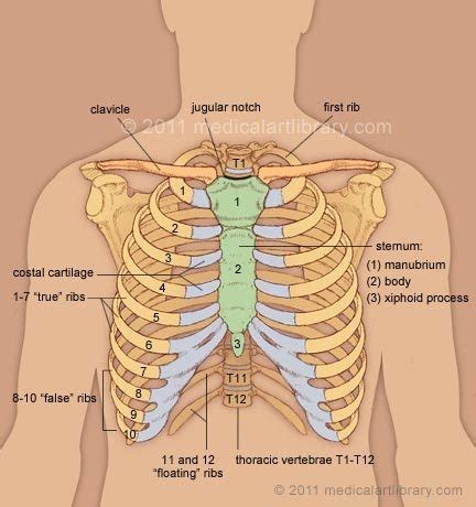 Oct 13, 2017 · the rumen is laterally compressed and extends from the cardia at the level of the 8th rib to the pelvic inlet. What is the purpose of the rib cage? - Quora