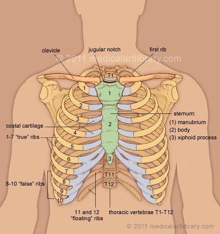 Numbered ribs, sternum, cartilage parts and clavicular articulation. What is the purpose of the rib cage? - Quora