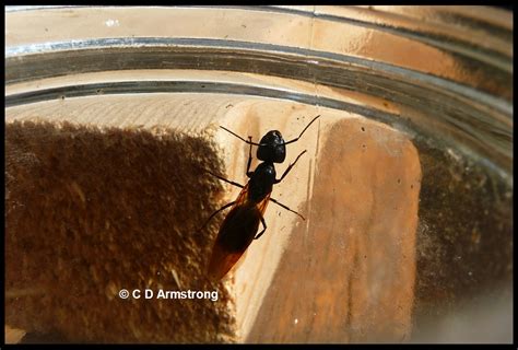 Carpenter Ants Home And Garden Ipm From Cooperative Extension