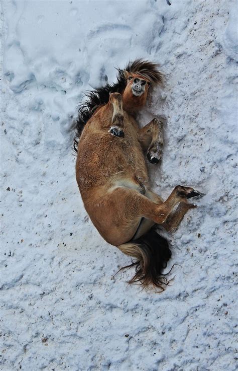 Playing In The Snow Horses Beautiful Horses Animals