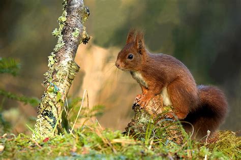 Animal Squirrel Rodent Wildlife Hd Wallpaper Peakpx