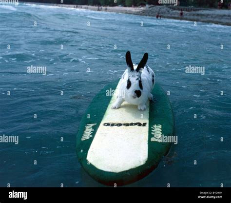 Hazel Surfing Rabbit Bunny Rabbits Hi Res Stock Photography And Images