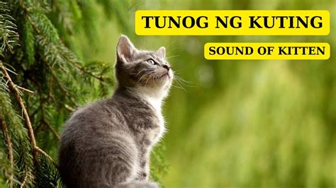Tunog Ng Kuting Sound Of Kitten Youtube