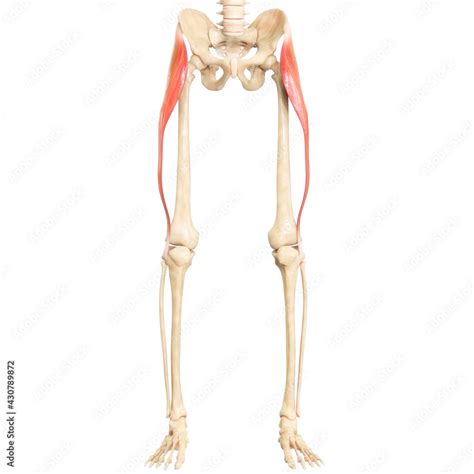 Human Muscular System Leg Muscles Tensor Fasciae Latae Muscle Anatomy