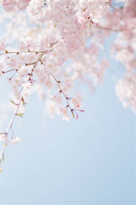 21 Cherry Blossom Instagram Captions For Your Spring Time