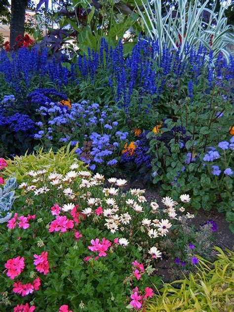 A bluer than blue garden! garden of blue, white and pink flowers | Flower garden ...