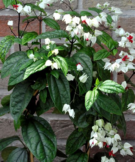 Clerodendrum Thomsoniaeorder Fresh Plants For Your Garden 0710558855