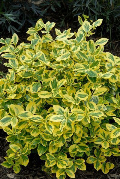 A variegated leaf is useful in conducting experiments to show that chlorophyll is needed for photosynthesis to happen. Gold Splash® Wintercreeper (Euonymus fortunei), a Proven ...
