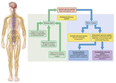 Navigating The Nervous System Part I The Cns Pns And