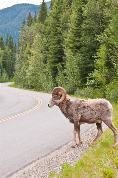 Big Horn Sheep Crossing Road Stock Photo Image Of Landscape Canada
