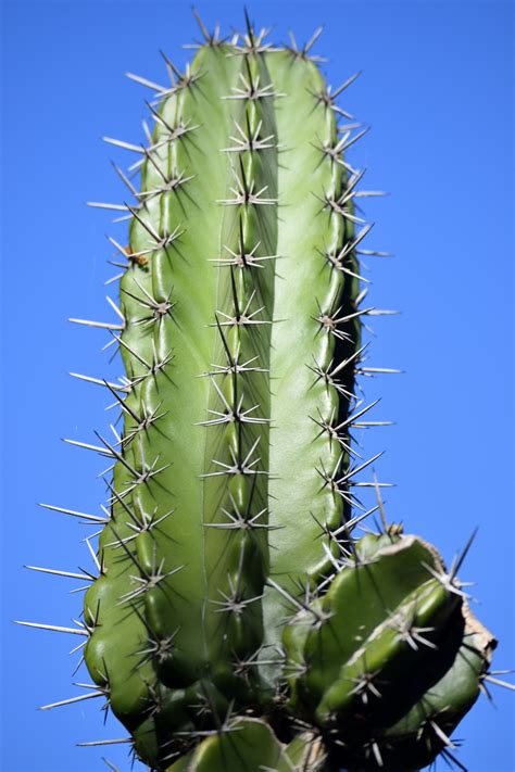 Cactus Plant Free Stock Photo Public Domain Pictures