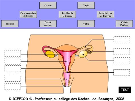Anatomie De Lappareil Reproducteur De La Femme Test Svt De La CLOUD