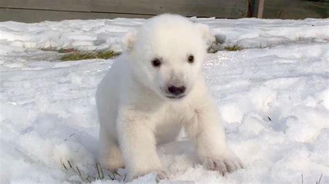 Tiny Polar Bear Cub Explores Outdoors At Toronto Zoo Ctv News
