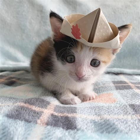 16 Cats And Kittens Looking Cute In Hats Cuteness