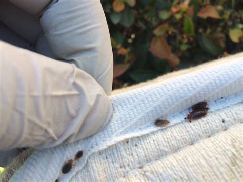 Bed bug mattress covers have proven to be a great preventive or protective measure of bed bug control. Bedbugs at edge of mattress seam. | Bed bugs, Treatment ...