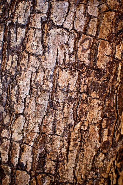 Old Tree Bark Texture Stock Image Image Of Aging Trunk 95948759