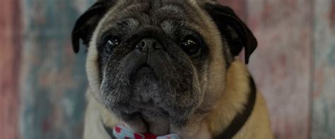 :: Pampered Paws Dog Grooming Studio - 30 Market Street , Hyde