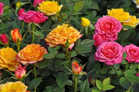 Miniature Roses Louies Nursery And Garden Center Riverside Ca