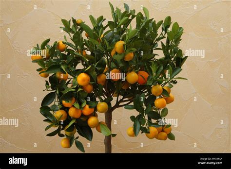 Dwarfs Orange Citrus Microcarpa Detail Calamondin Orange Small