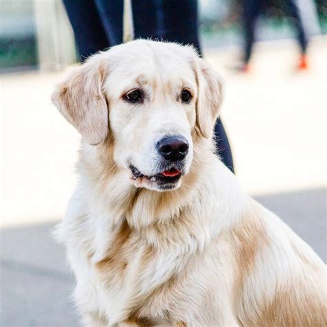 15 Incredible Facts About Golden Retrievers That You Didnt Know Page