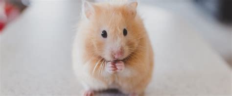 Ce Quil Faut Savoir Pour Bien Soccuper Dun Hamster