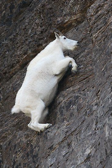 The Mountain Goats Feet Are Well Suited For Climbing