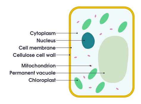 Neu Draw Label Diagram Of Plant Cell