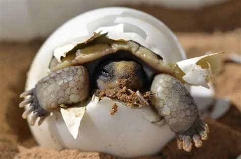 Incubating Box Turtle Eggs