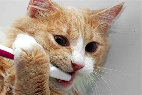Brushing Your Cat S Teeth The Catnip Times