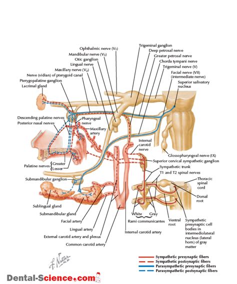 PTERYGOPALATINE FOSSA Anatomy Arterial Supply Venous Drainage