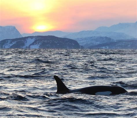 Sos Alert For Whales Off Norway Whale And Dolphin Conservation
