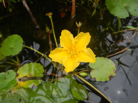 Dnr Removes High Threat Aquatic Invasive Plant From Dearborn Pond