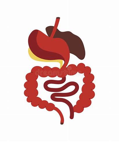 Digestive Icon System Vector Human Medical Isolated