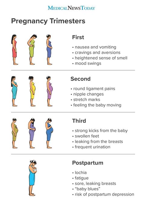 Pregnancy Timeline Week By Week Calendar Inspiration Design