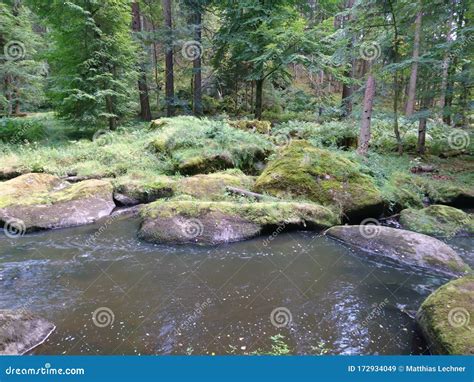Wild Water River In Green Forest With Rocks Stock Image Image Of Wild
